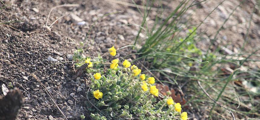Sand-Fingerkraut (Potentilla incana)