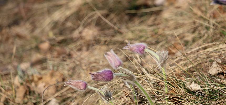 Große Kuhschelle (Pulsatilla grandis)