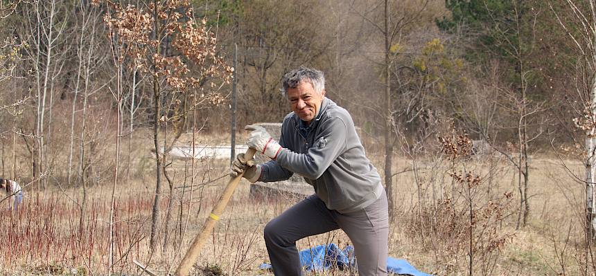 Freiwilliger hackt Hartriegel aus