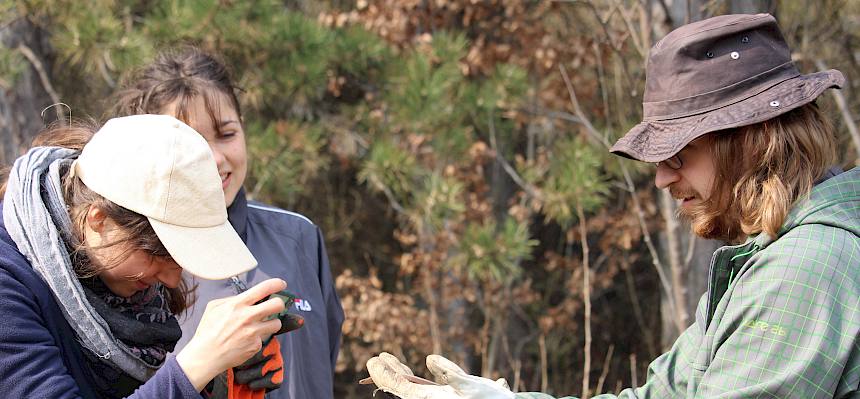 Freiwillige fotografieren Blindschleiche (Anguis fragilis)