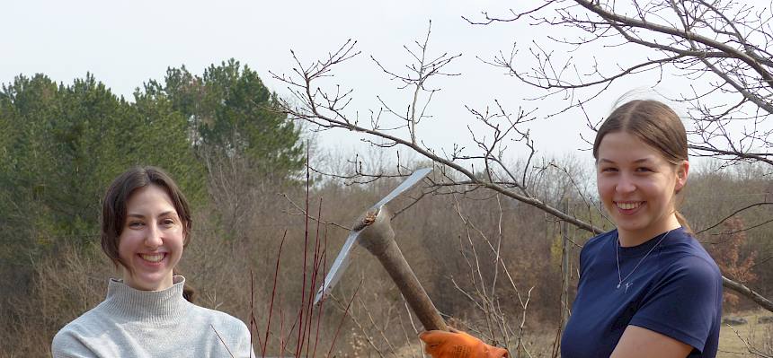 Freiwillige mit Krampen und ausgehacktem Hartriegel