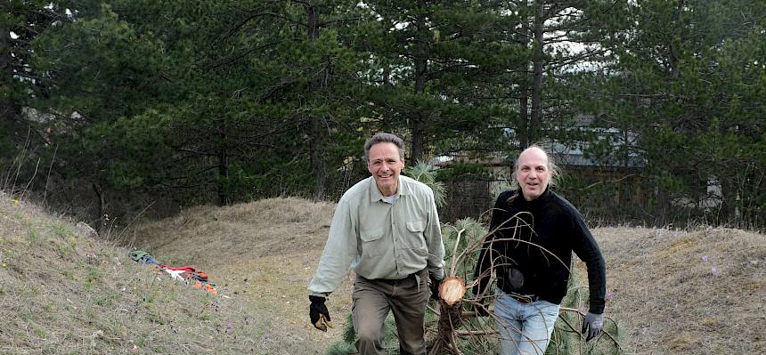 Freiwillige ziehen umgeschnittene Schwarzföhre
