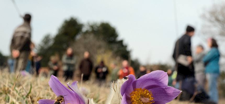 Große Kuhschelle (Pulsatilla grandis) mit Honigbiene