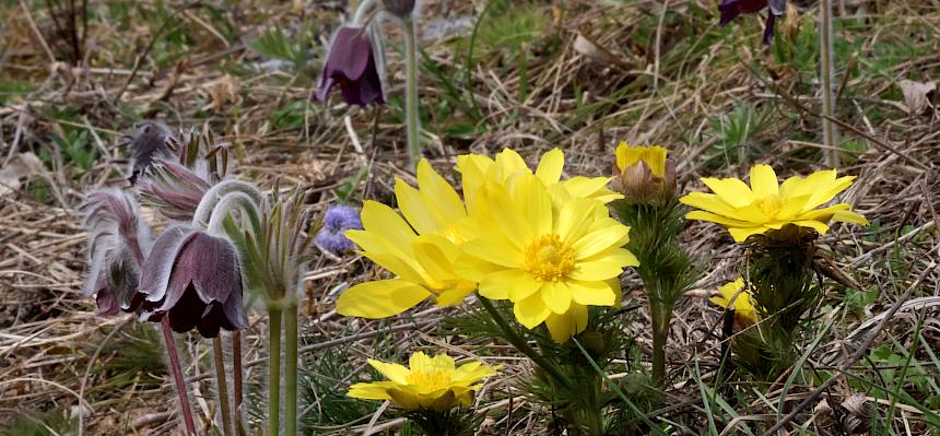 Schwarze Wiesenkuhschelle und Frühlings-Adonis
