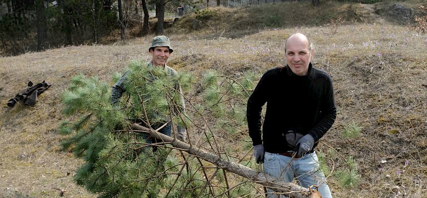 Freiwillige tragen umgeschnittene Schwarzföhre
