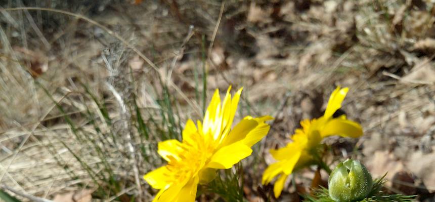 Frühlings-Adonis (Adonis vernalis)