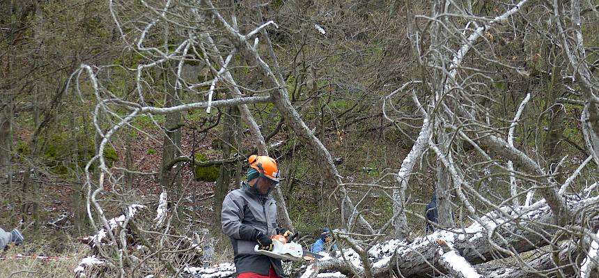 Biologe Alex mit Motorsäge