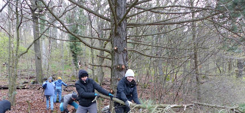Freiwillige ziehen großen Ast