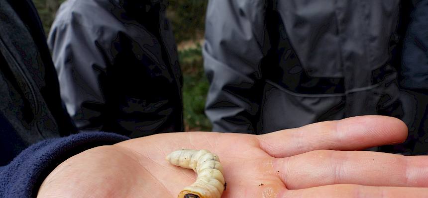 Bockkäfer-Larve (Cerambycidae)