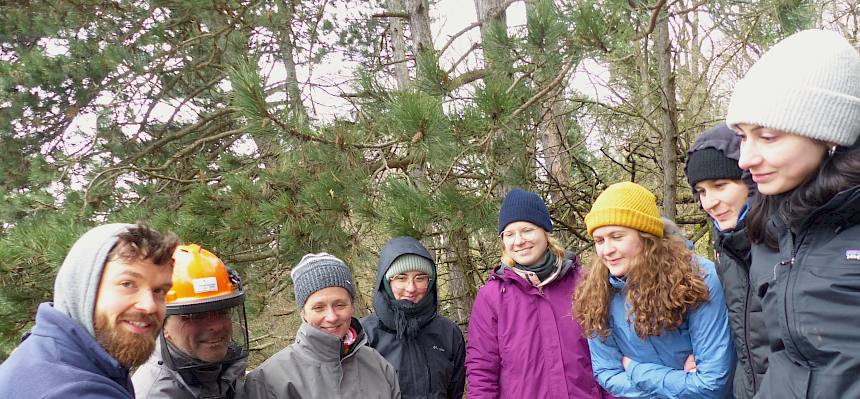 Freiwillige betrachten Bockkäfer-Larve (Cerambycidae)