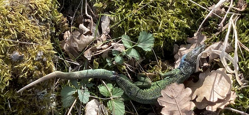 Smaragdeidechse (Lacerta viridis) bei der Häutung