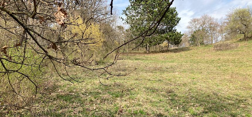 Fläche nach der Pflege