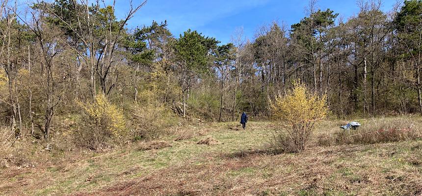 Fläche mit Schnittgut