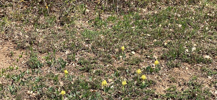 Zwerg-Schwertlilie (Iris pumila)