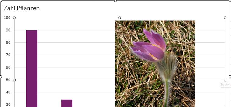 Großartige Ergebnisse der Kuhschellenzählung auf der Gießhübler Heide: 124 neue Jungpflanzen der Großen Kuhschelle blühten zum ersten Mal mit ein bis zwei Blüten pro Pflanze. Bei den anderen Pflanzen mit mehr Blüten handelt es sich um ältere Individuen. © LPV/A. Mrkvicka Ergebnisse Kuhschellenzählung