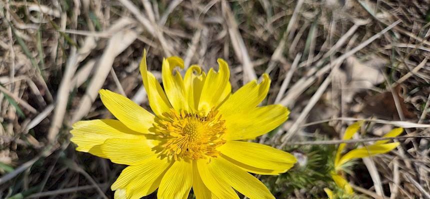 Frühlingsadonis (Adonis vernalis)