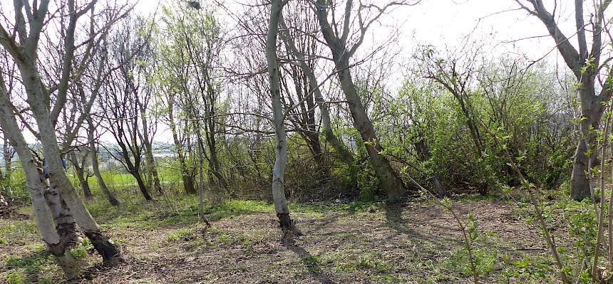 Bereich A nach der Pflege