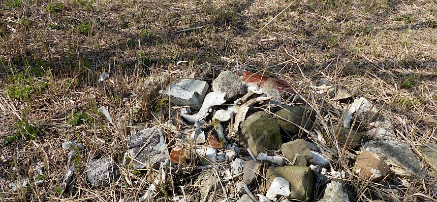 Knochen von Wildtieren