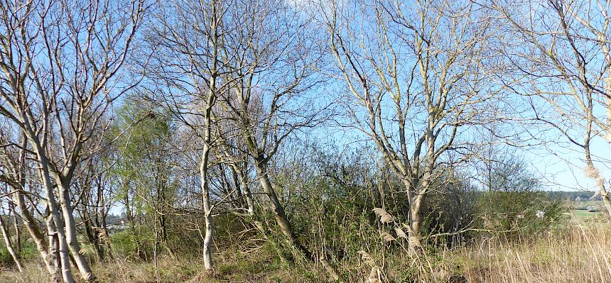 Bereich A vor der Pflege