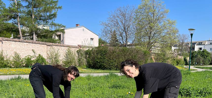 Praktikanten entfernen Saat-Luzerne (Medicago sativa)