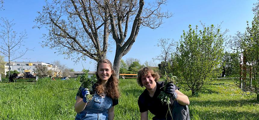 Prakikant:innen entfernen Luzerne