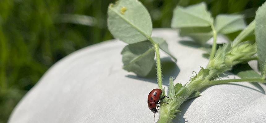 Saat-Luzerne (Medicago sativa) mit Marienkäfer