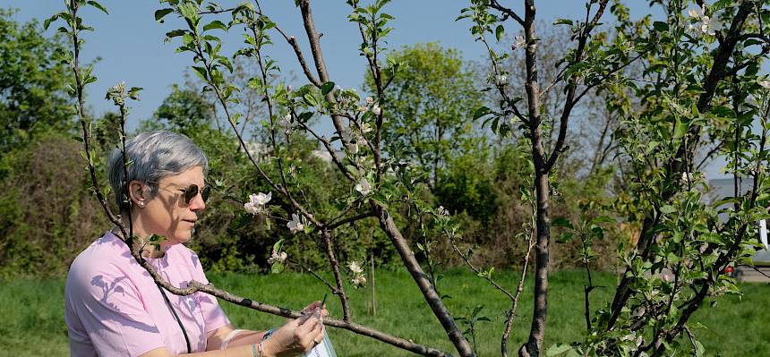 Anbringen von Kärtchen an Bäumen