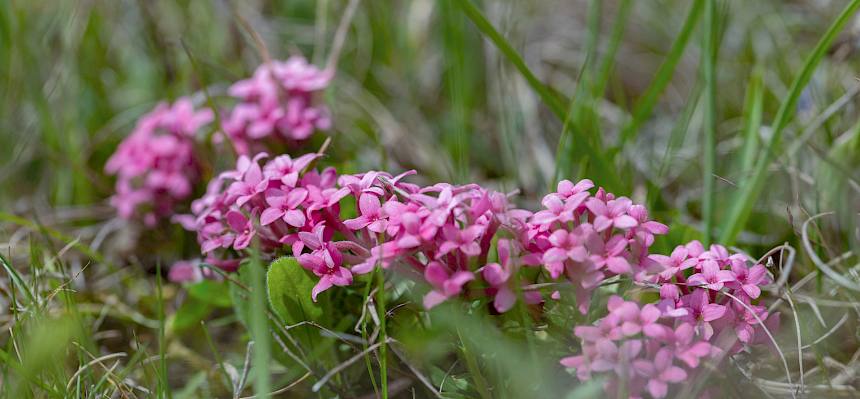 Rosmarin-Seidelbast (Daphne cneorum)