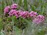 Der Rosmarin-Seidelbast (Daphne cneorum) blüht bereits zeitig im Frühjahr... © Manfred Digruber Rosmarin-Seidelbast (Daphne cneorum)
