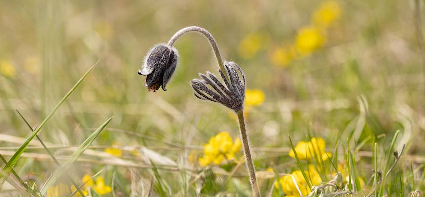 Wiesen-Kuhschelle (Pulsatilla pratensis)