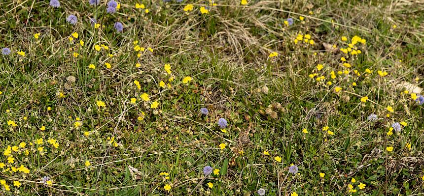 Sonnenröschen und Kugelblume