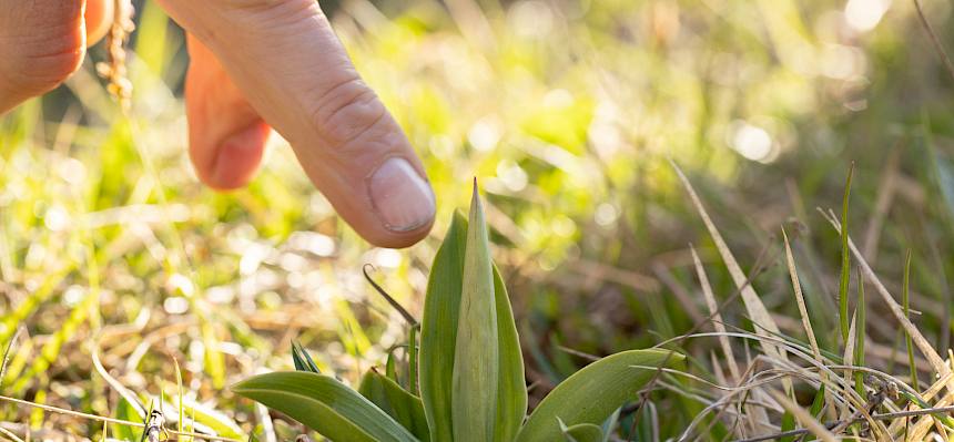 Rosette einer heimischen Orchidee