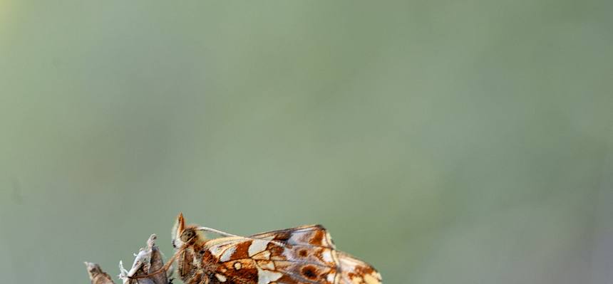 Perlmuttfalter (Boloria sp.)