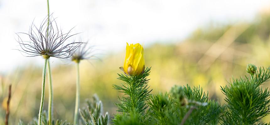 Verblühte Kuhschellen und blühender Frühlings-Adonis