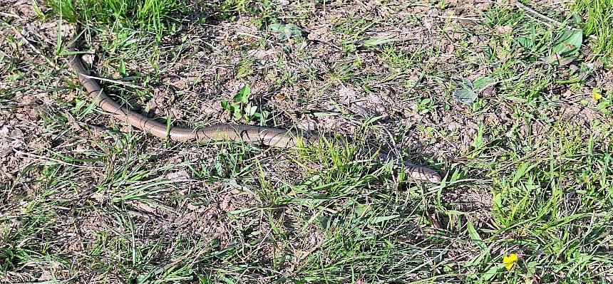 Blindschleiche (Anguis fragilis)
