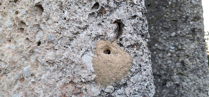 Nest der Mörtelbiene (Megachile sp.)