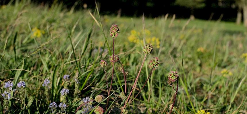 Blühende Naturwiese im Begrischpark