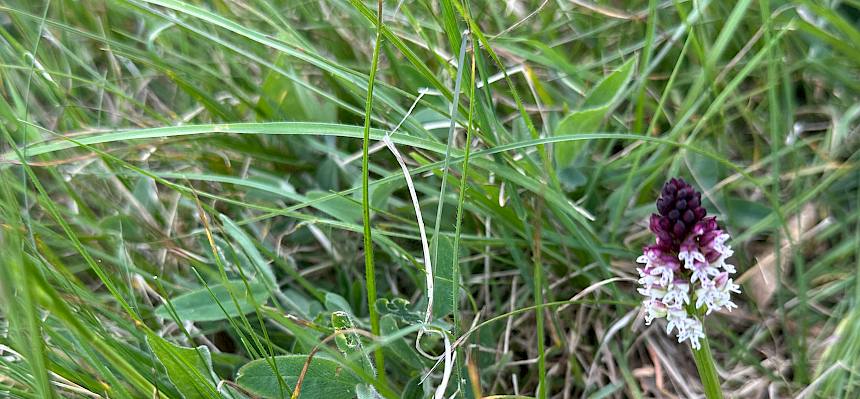Brand-Knabenkraut (Neotinea ustulata)