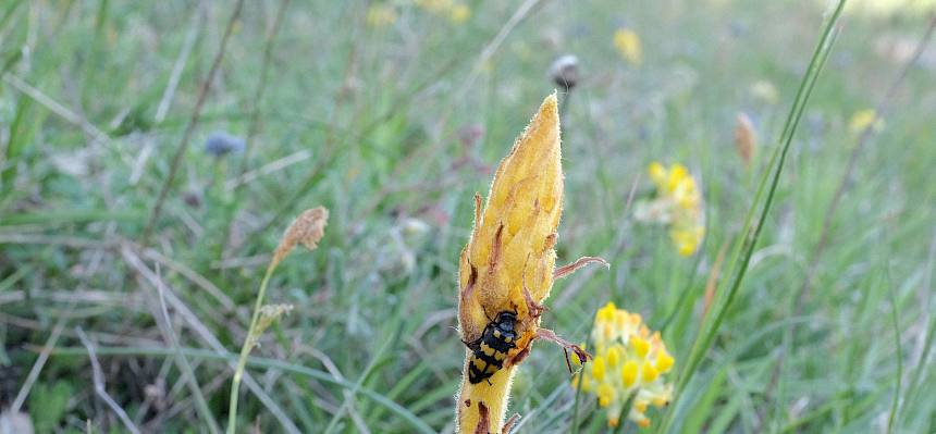 Veränderliche Ölkäfer (Mylabris variabilis) auf Sommerwurz