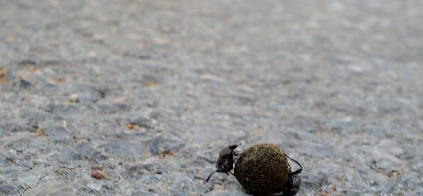 Matter Pillenwälzer (Sisyphus schaefferi)