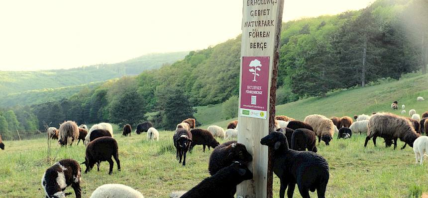 Schafe vor Naturpark-Föhrenberge-Schild