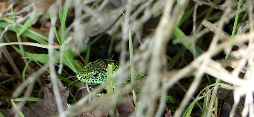 Zauneidechse (Lacerta agilis)