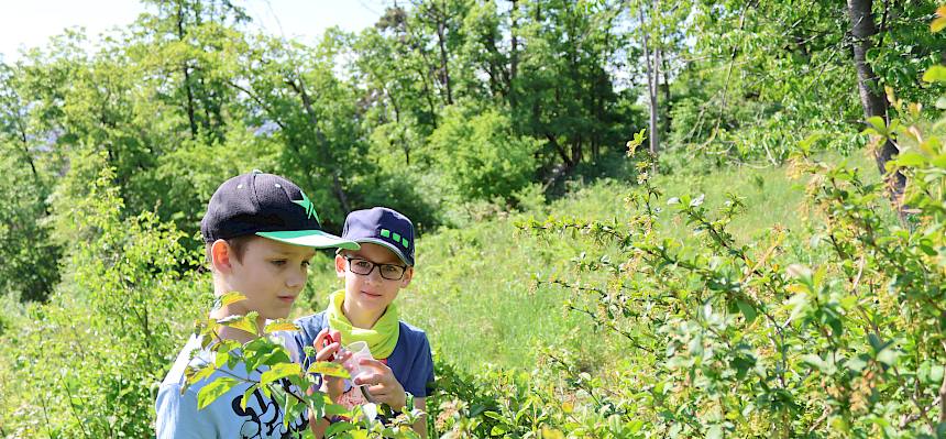 Schüler suchen in Busch nach Insekten