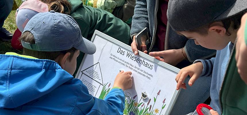 Kinder ordnen Tiere den Schichten einer Wiese zu