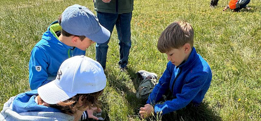 Kinder suchen in der Wiese nach Insekten