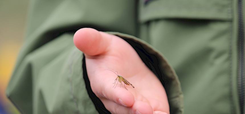 Skorpionsfliege (Panorpa sp.) auf Hand