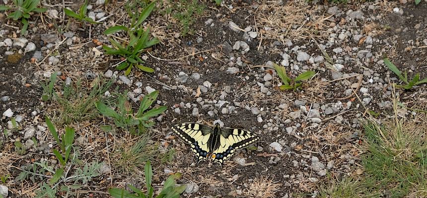 Schwalbenschwanz (Papilio machaon)