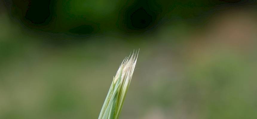 Raupe der Grauen Moderholzeule (Xylena exsoleta)