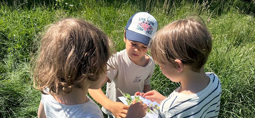 Kinder suchen nach Pflanzen für ihr Wiesenbild