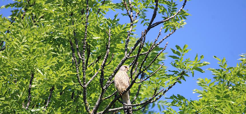 Turmfalke (Falco tinnunculus)